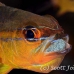cardinalfish_goldbelly_bhr_tam_h_0276_bal6121.jpg